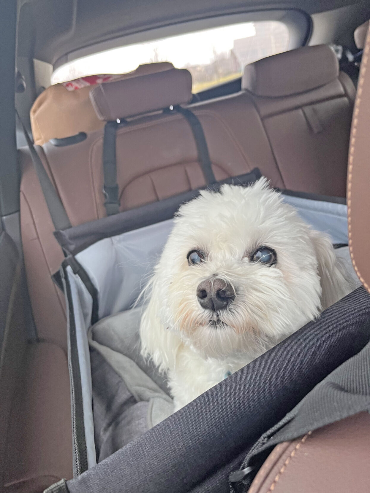 Dash the dog